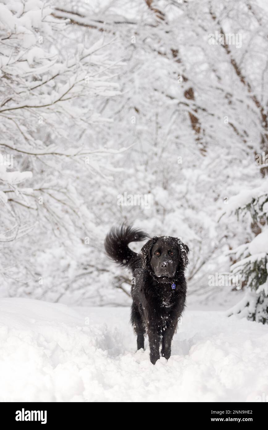 image of Frosty Scenes Across Newfoundland and Labrador