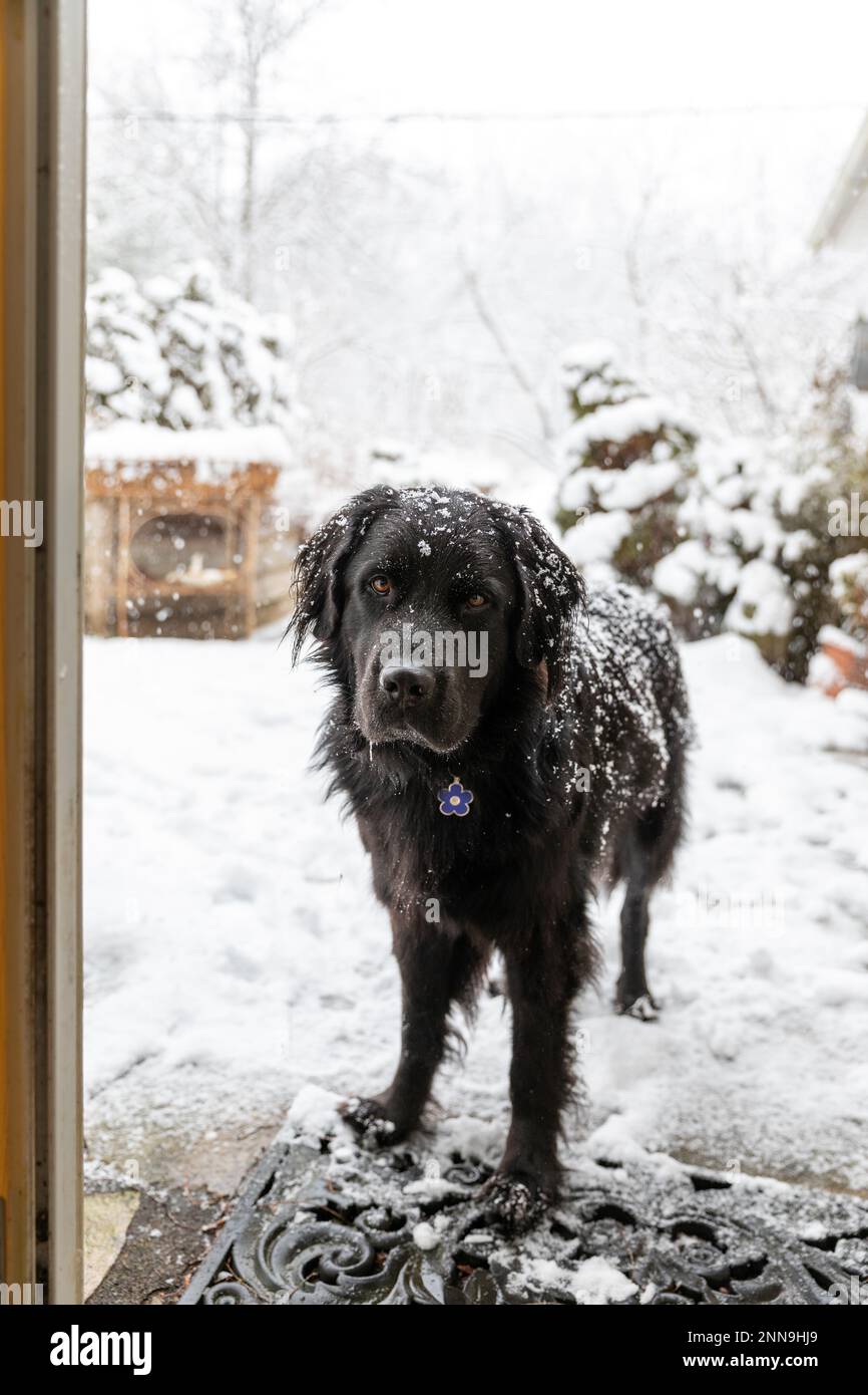 A black newfoundland dog standing in a doorway in winter Stock Photo