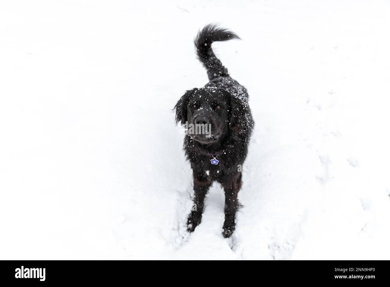A black newfoundland dog in the snow Stock Photo