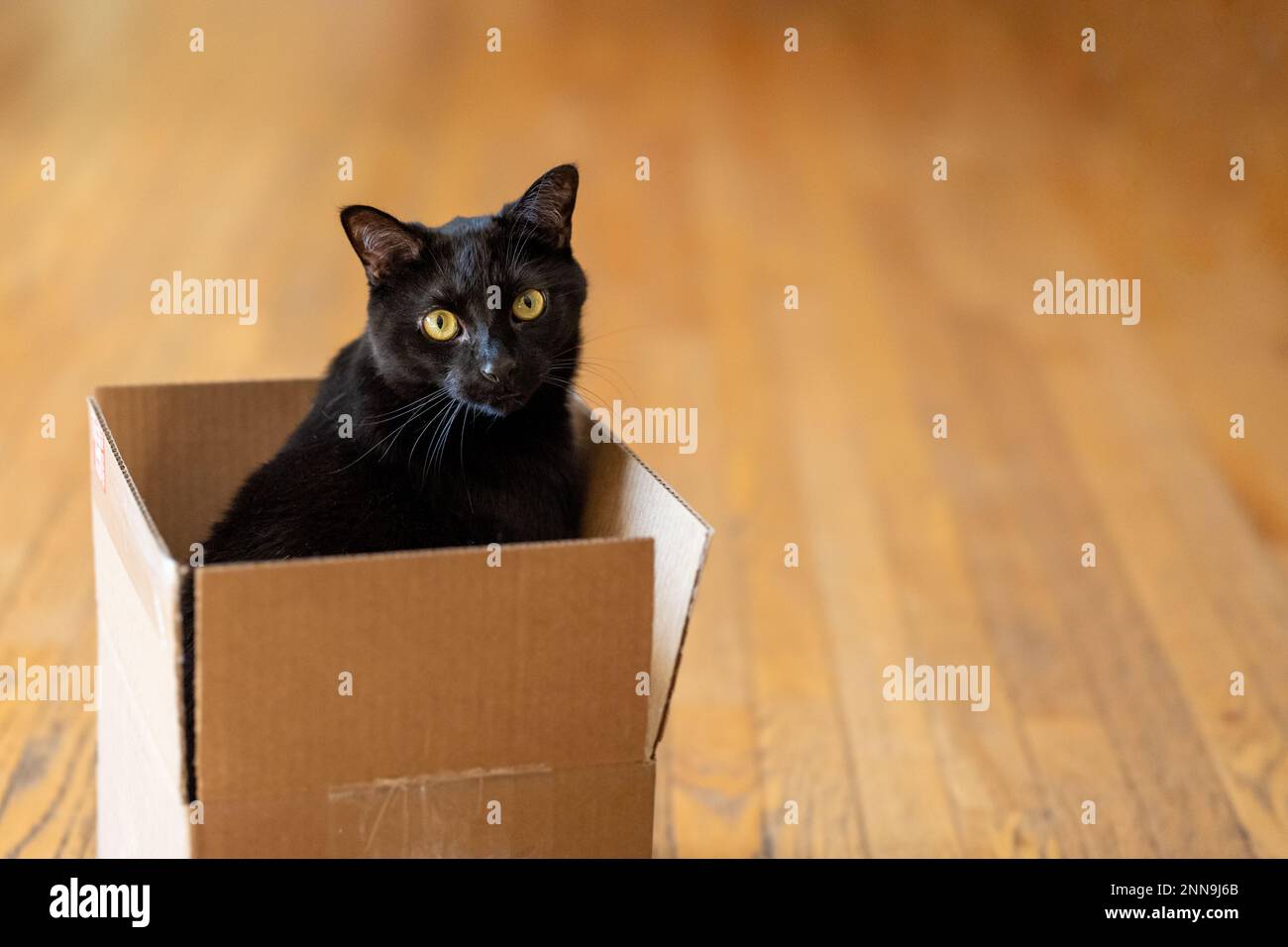 A black cat sitting in a cardboard box while looking at the camera Stock Photo