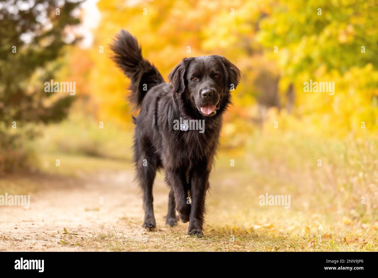 A black newfoundland dog walking through an autumn forest on a sunny day Stock Photo