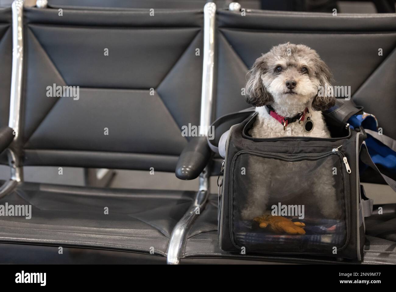 9 Tips for Flying with Your Small Dog for the First Time