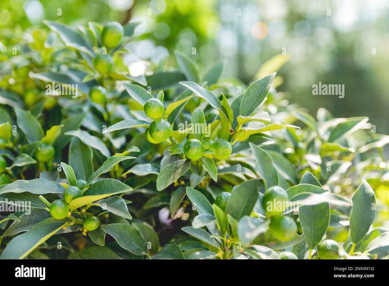 Fortunella japonica or cumquat. Natural background with cumquat fruits in thick green foliage at sunlight. Growing fruits at garden. Agriculture. Stock Photo