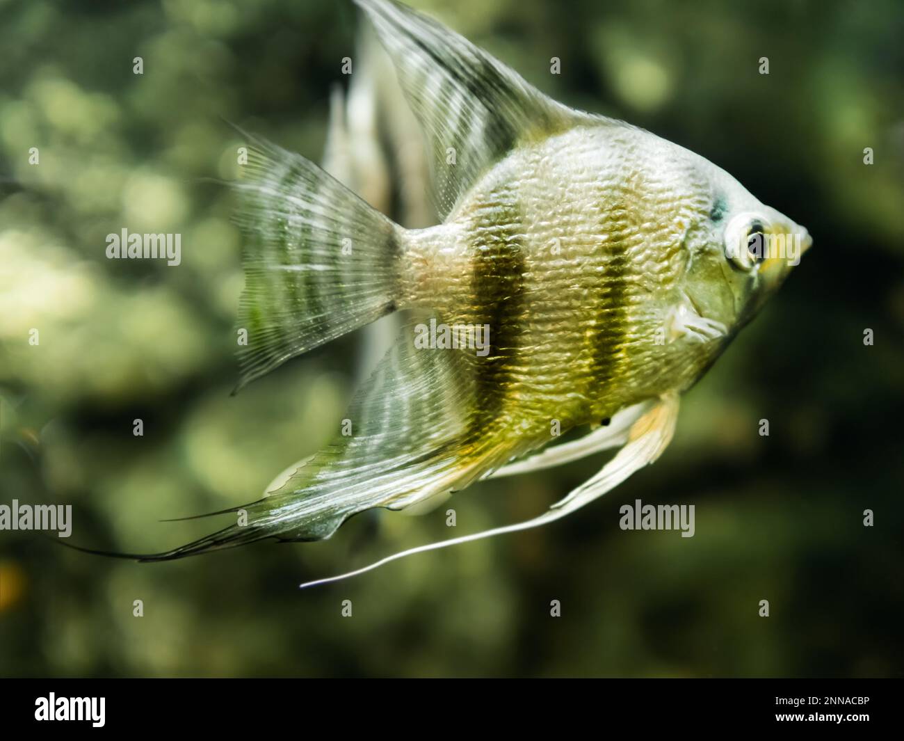 Floating Pterophyllum scalare or angelfish in tank. Freshwater aquarium fish with shiny scales. Stock Photo