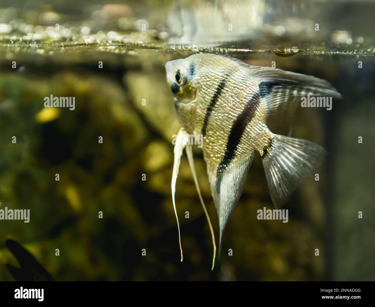 Floating Pterophyllum scalare or angelfish in tank. Freshwater aquarium fish with shiny scales. Stock Photo