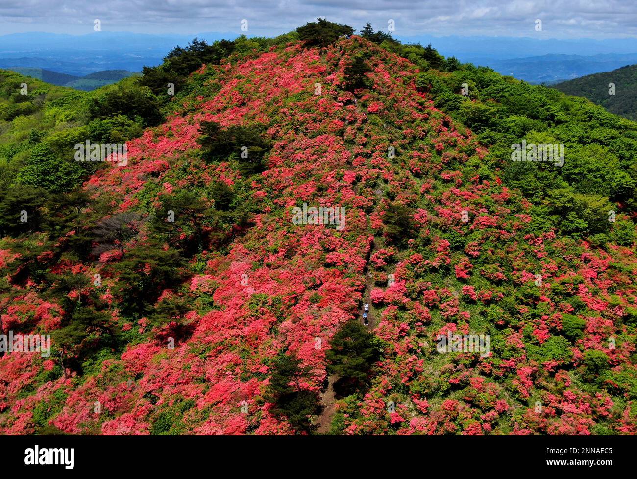 Azalea Rhododendron Tree Lots of azaleas (Rhododendron / rhododendron) are in full bloom at Mt ...
