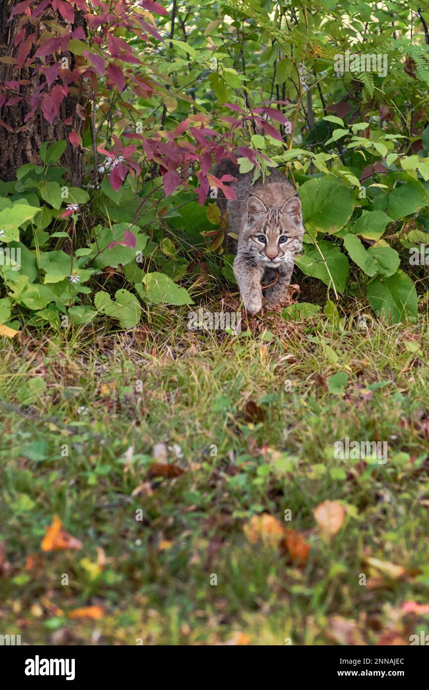 Bobcat (Lynx rufus) Steps Out of Brush Autumn - captive animal Stock Photo