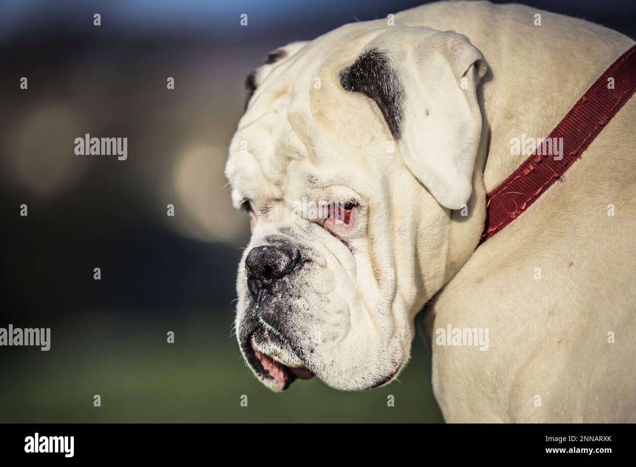 Beautiful dogs Stock Photo