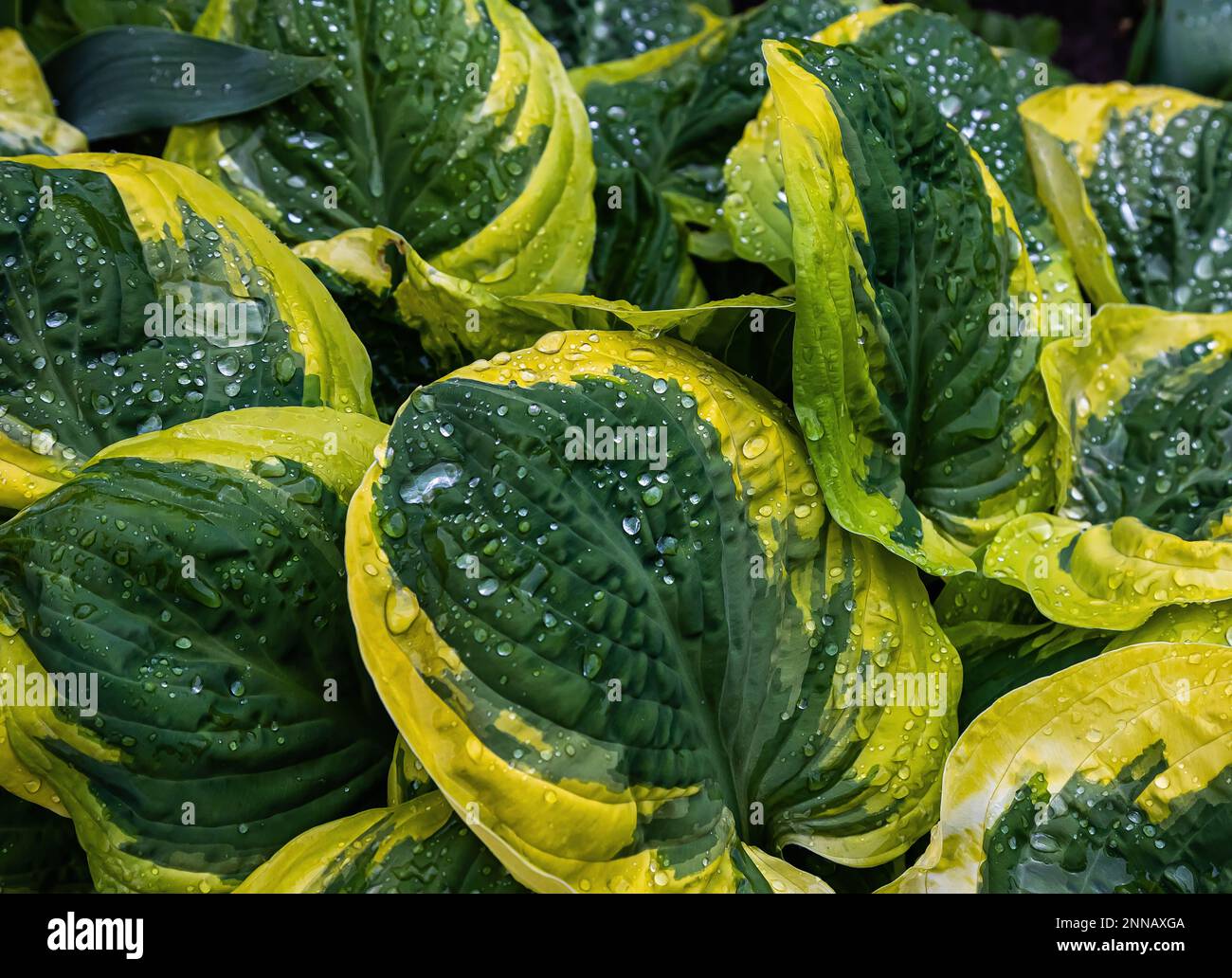 Nature green leaves with raindrop background texture Stock Photo - Alamy