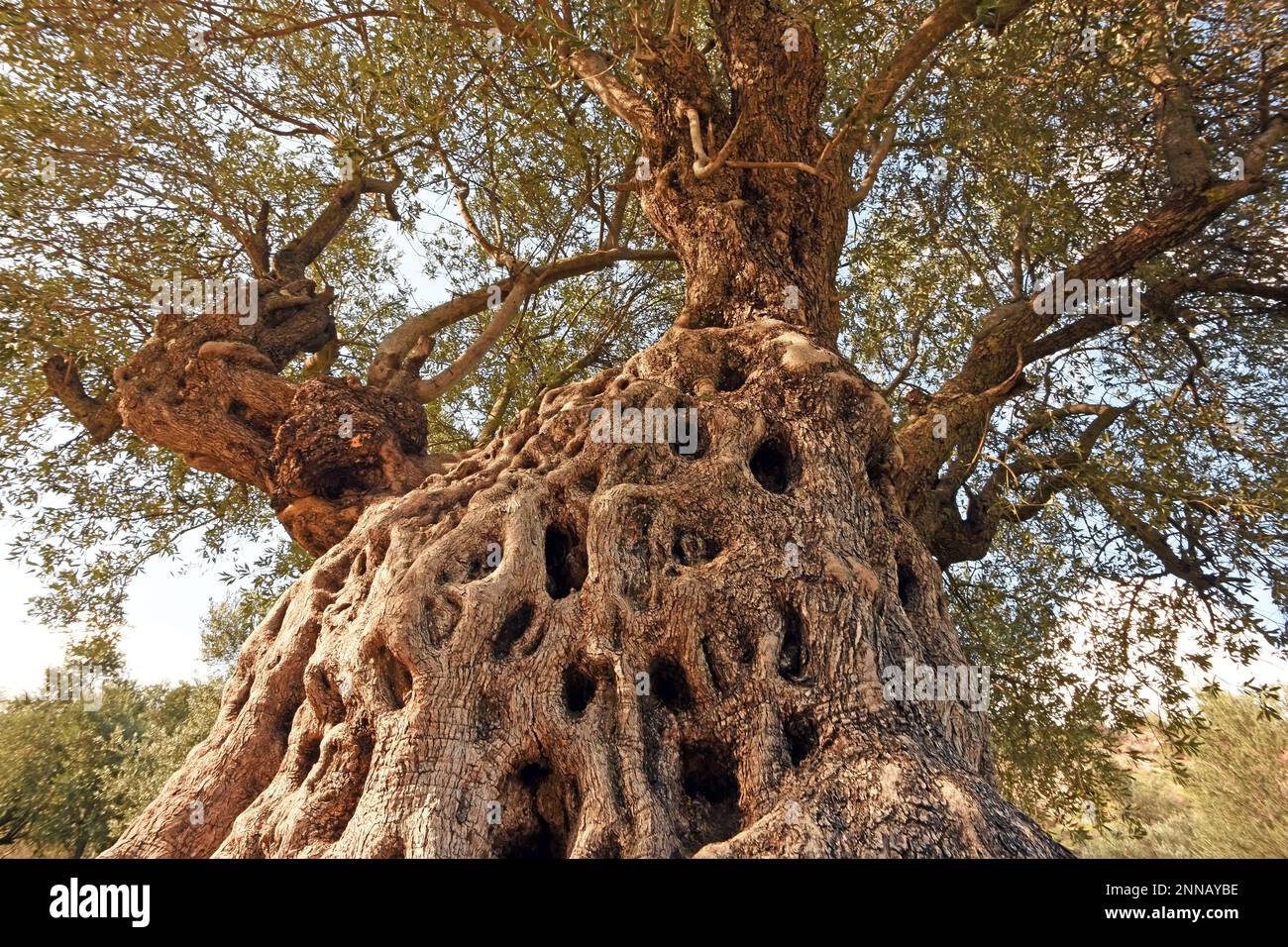 Old olive tree - a look upwards Stock Photo