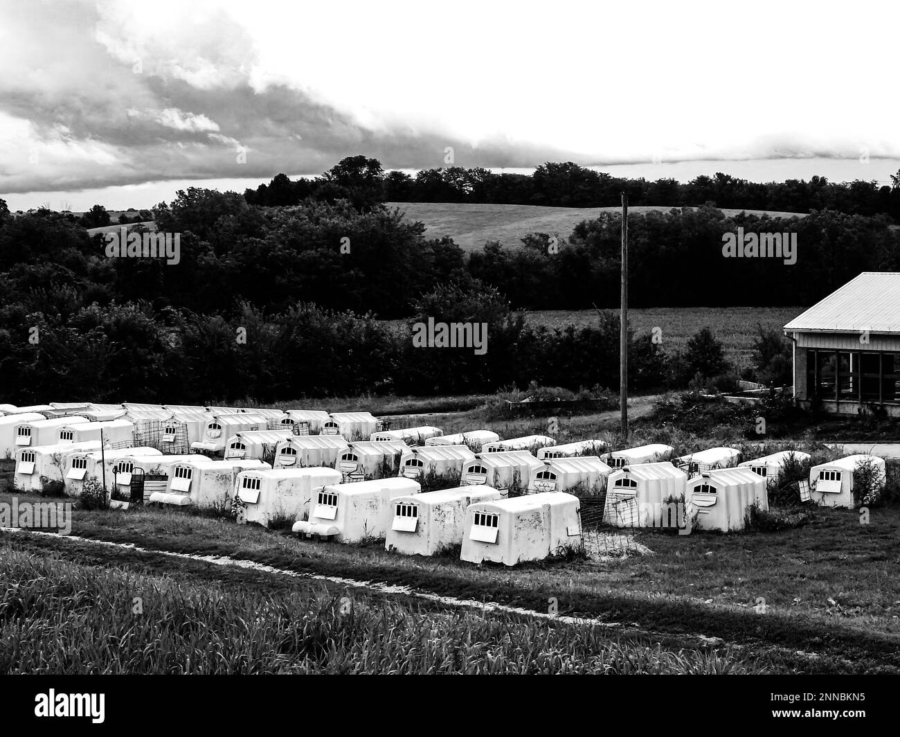 Rows of individual huts for housing infant bottle calves at a dairy