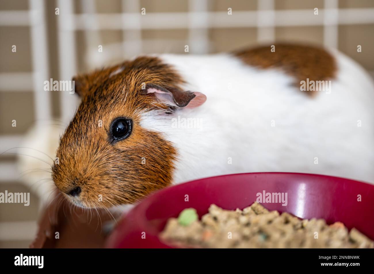 Guinea pig eating condensed fiber pellets from a food tray Stock Photo