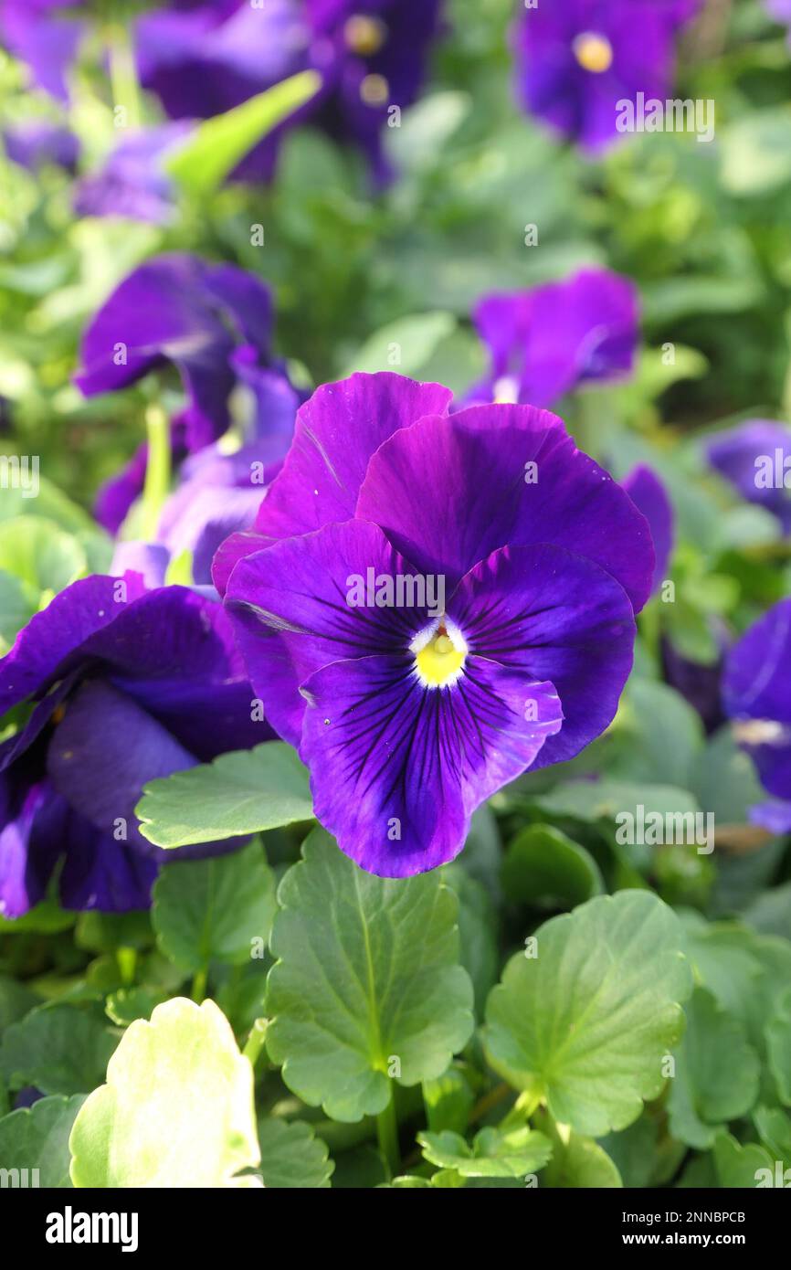 Violet blooms in the city's park Stock Photo Alamy