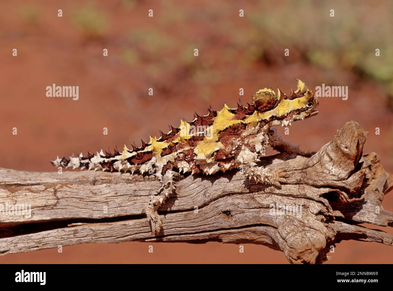 The thorny devil (Moloch horridus), also known commonly as the mountain devil, thorny lizard