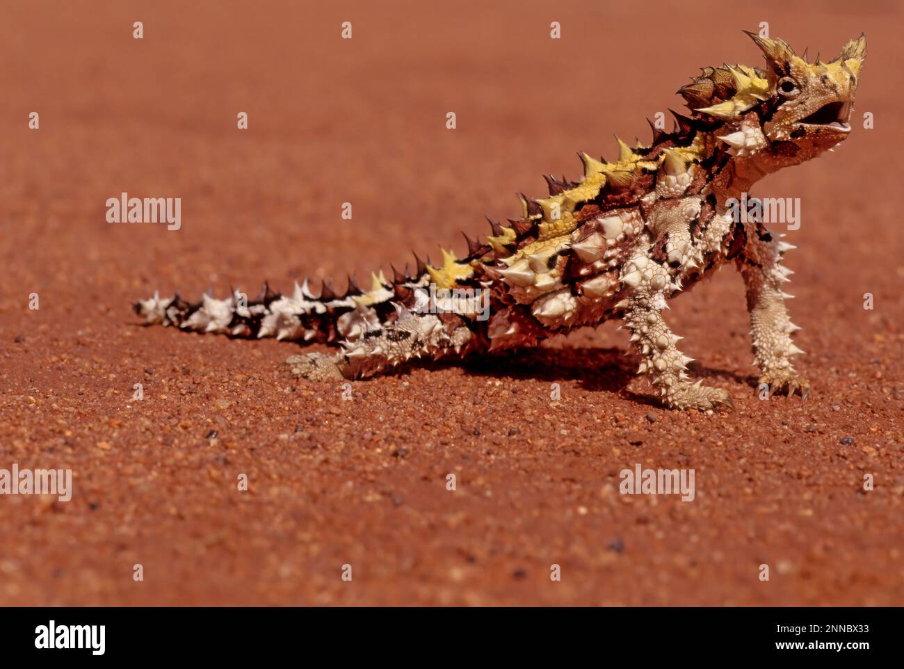 The thorny devil (Moloch horridus), also known commonly as the mountain ...