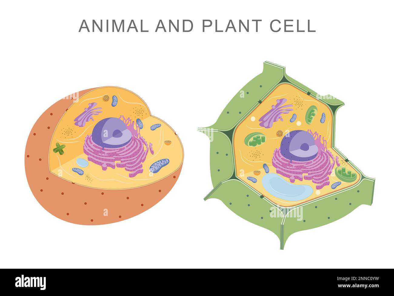 Comparing animal and plant cells Stock Photo