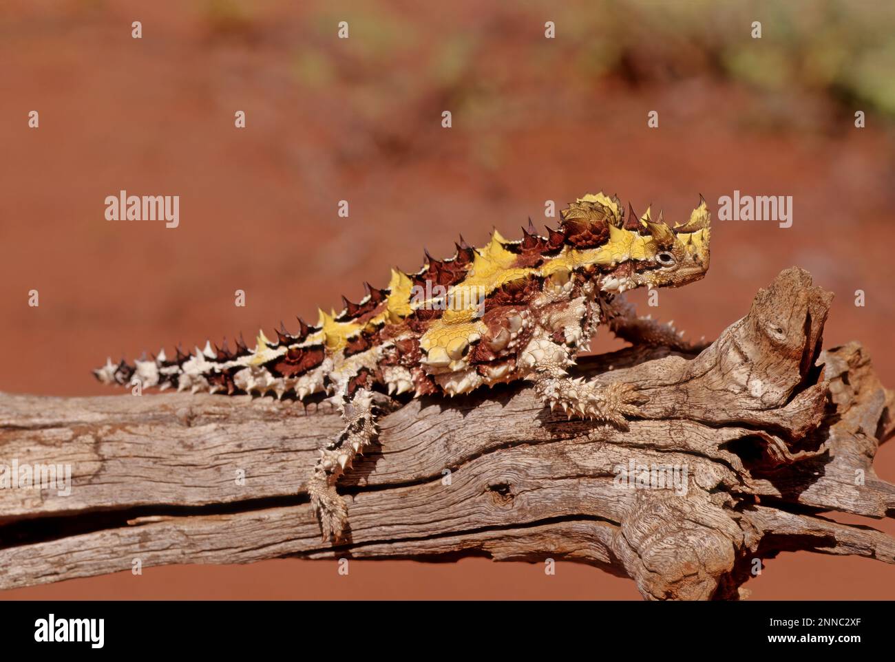 The thorny devil (Moloch horridus), also known commonly as the mountain devil, thorny lizard, thorny dragon, and moloch, is a species of lizard in the Stock Photo