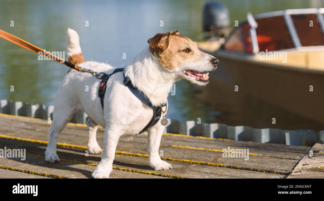 Dog standing on pier waiting to go on board of power boat on sunny spring day Stock Photo