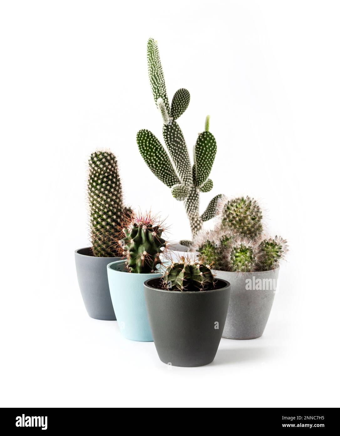 Variety of potted cacti (Gymnocalycium mihanovichii, Mammillaria, Opuntia microdasys) isolated on white background. Copy space Stock Photo