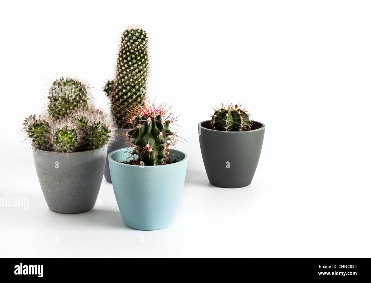 Variety of potted cacti (Gymnocalycium mihanovichii, Mammillaria) isolated on white background. Copy space Stock Photo