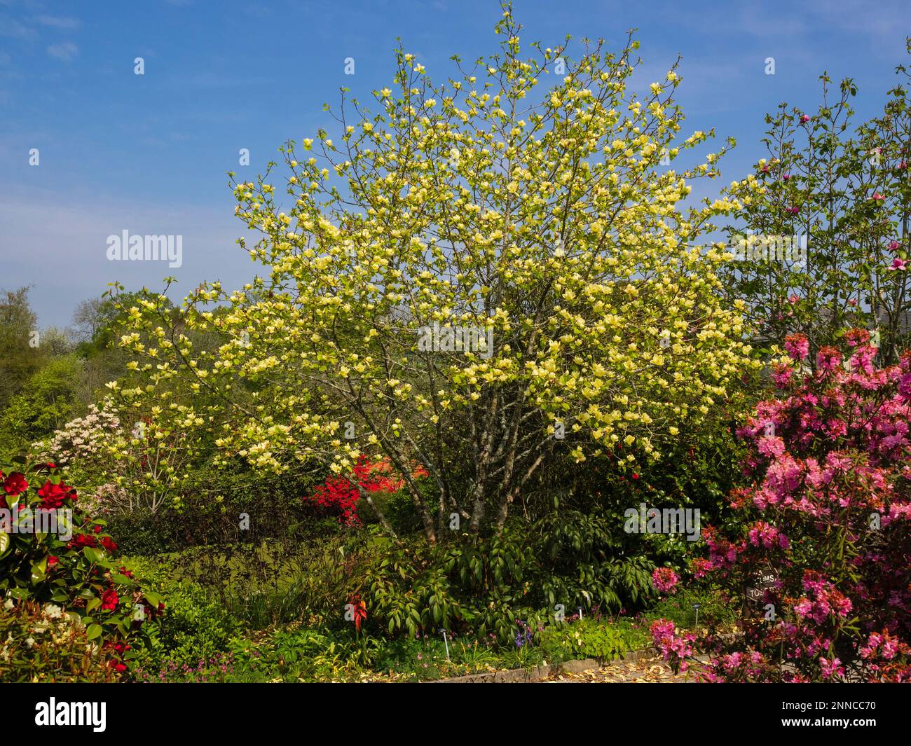 Yellow magnolia hi-res stock photography and images - Alamy