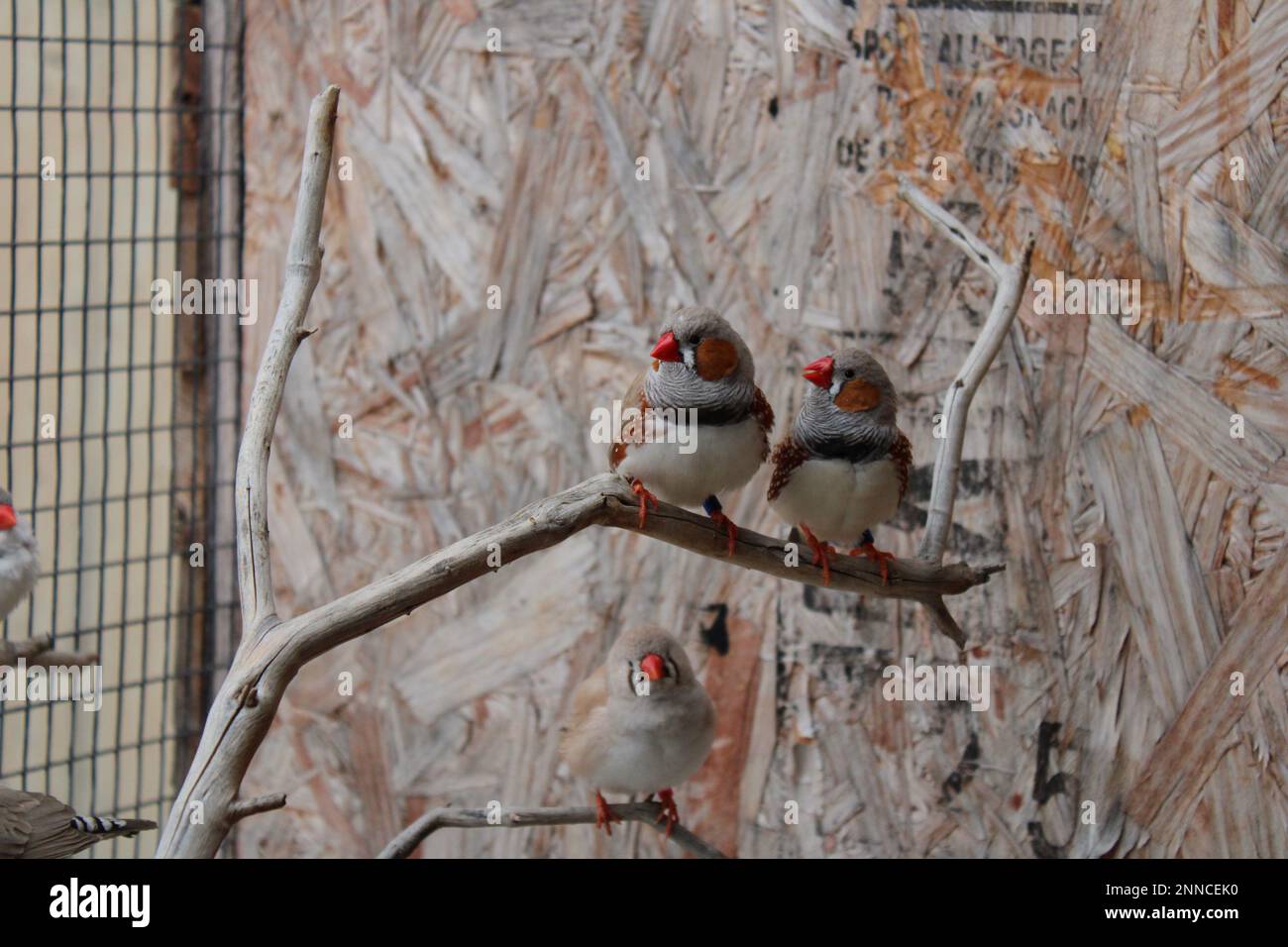 Zebra finches hires stock photography and images Alamy