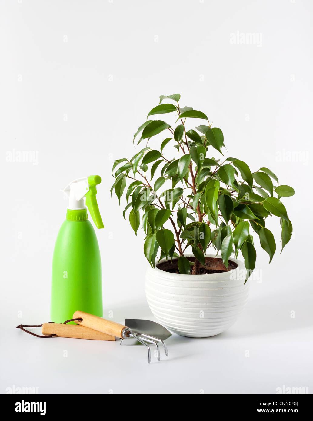 Potted Ficus benjamina plant and green spray bottle on white background