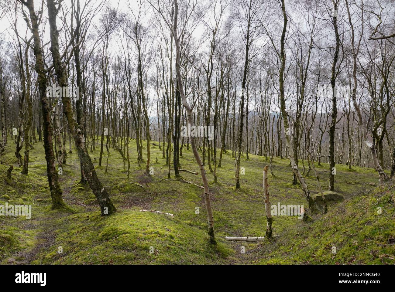 Tree plantation in the hope valley, derbyshire Stock Photo Alamy