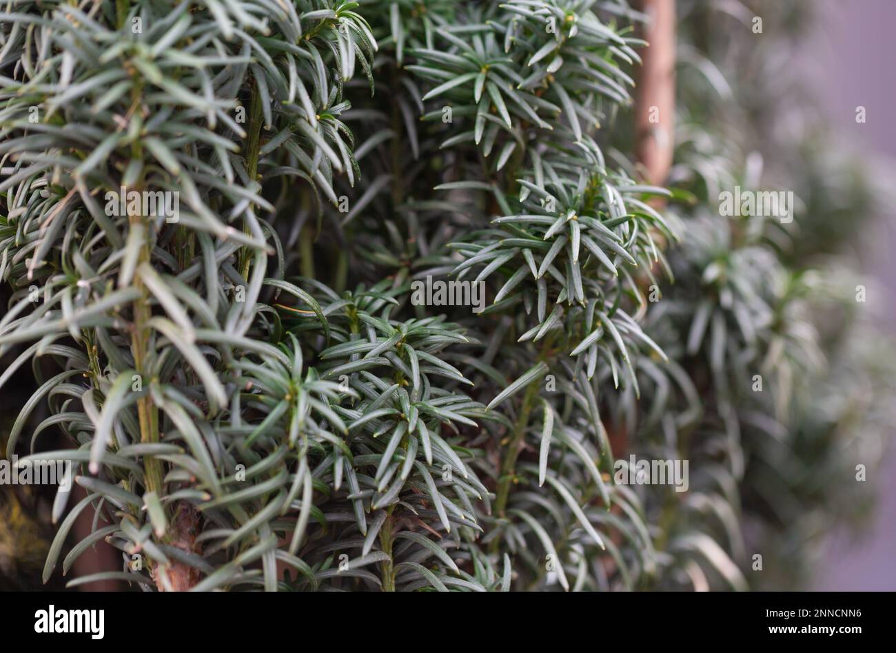 Close-up of a Common Yew Conifer , Taxus baccata fastigiata Stock Photo