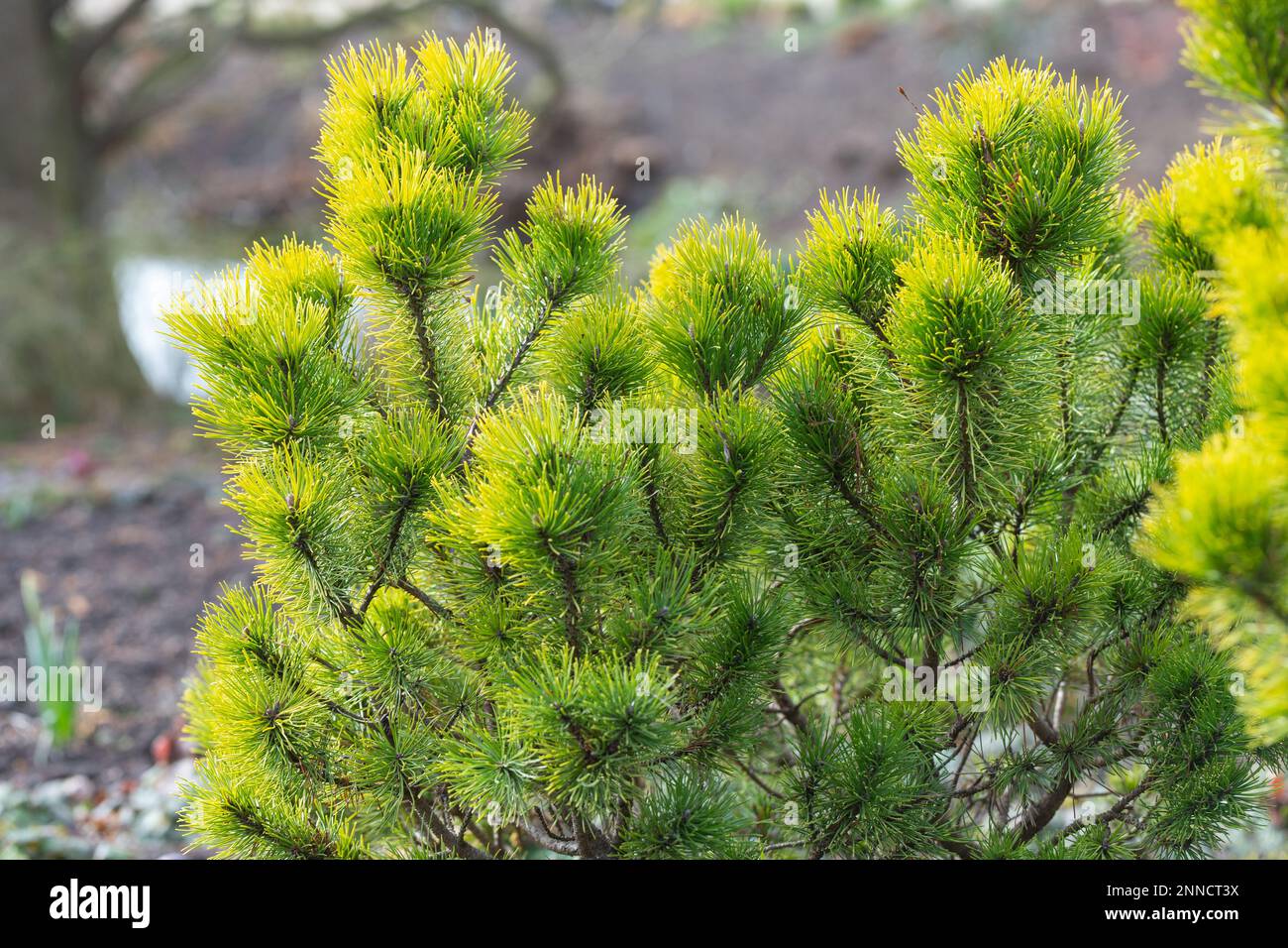 Pinus Mugo, 'Ophir' Stock Photo