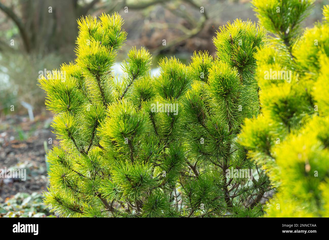 Close-up of Dwarf Evergreen Shrub, Pinus Mugo, 'Ophir' Stock Photo