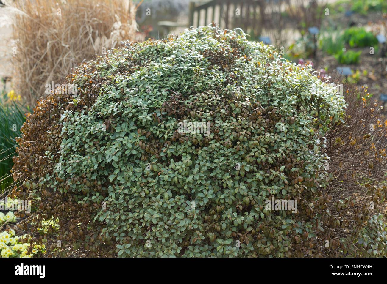 Close-up a New Zealand Evergreen Plant, Pittosporum tenuifolium , Silver Ball. Stock Photo