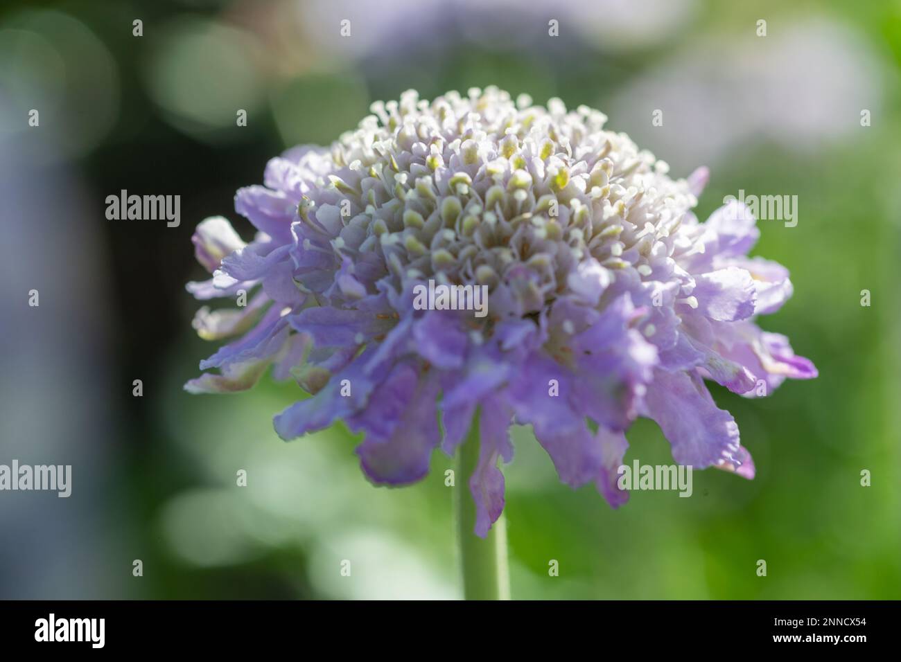 Butterfly Blue Beauty , Scabious Stock Photo - Alamy