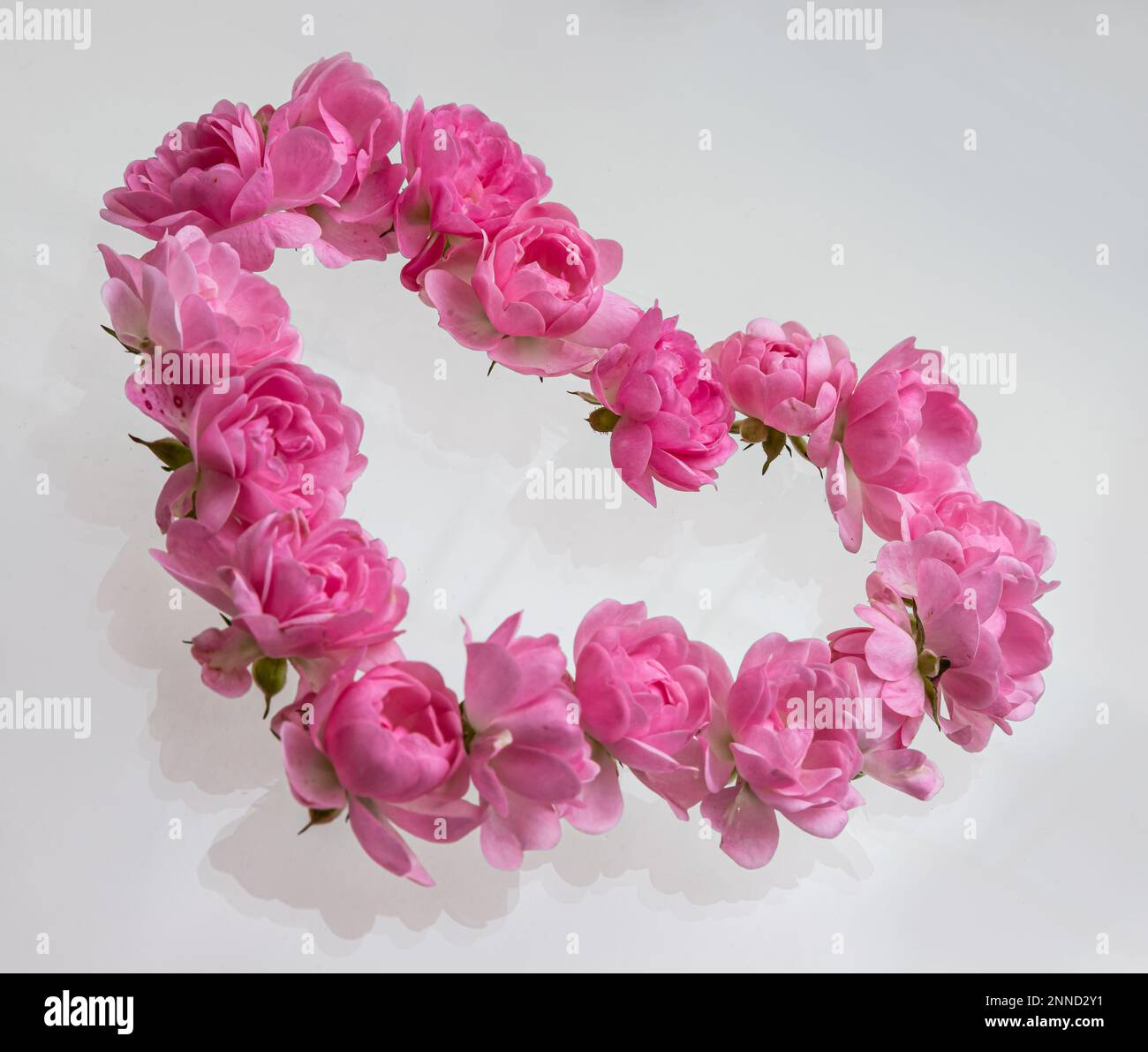 Pink roses Heart shape.on white background.Rose is a flower symbol