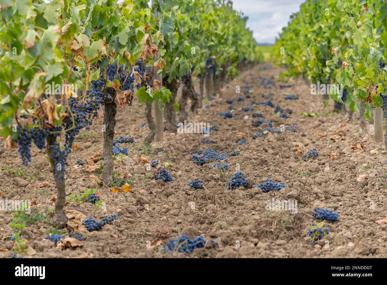 Reduction of ripening grapes to produce highest quality wines in