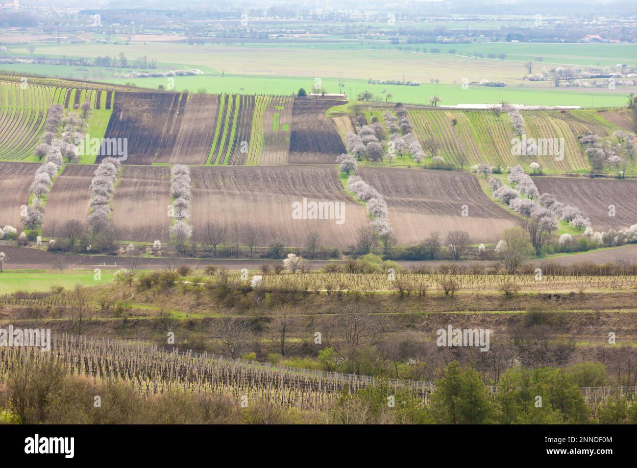 spring landscape with vineyards near Velke Pavlovice, Southern Moravia, Czech Republic Stock Photo