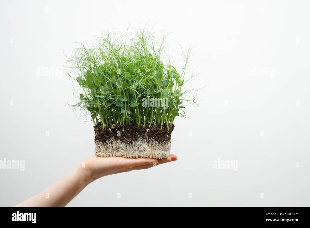 A woman is holding a micro green in her hands. Close-up. Stock Photo