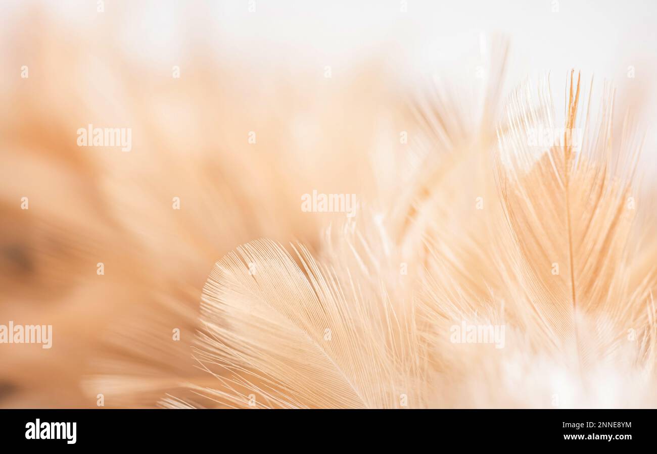 Beautiful Abstract White And Brown Feathers On White Background