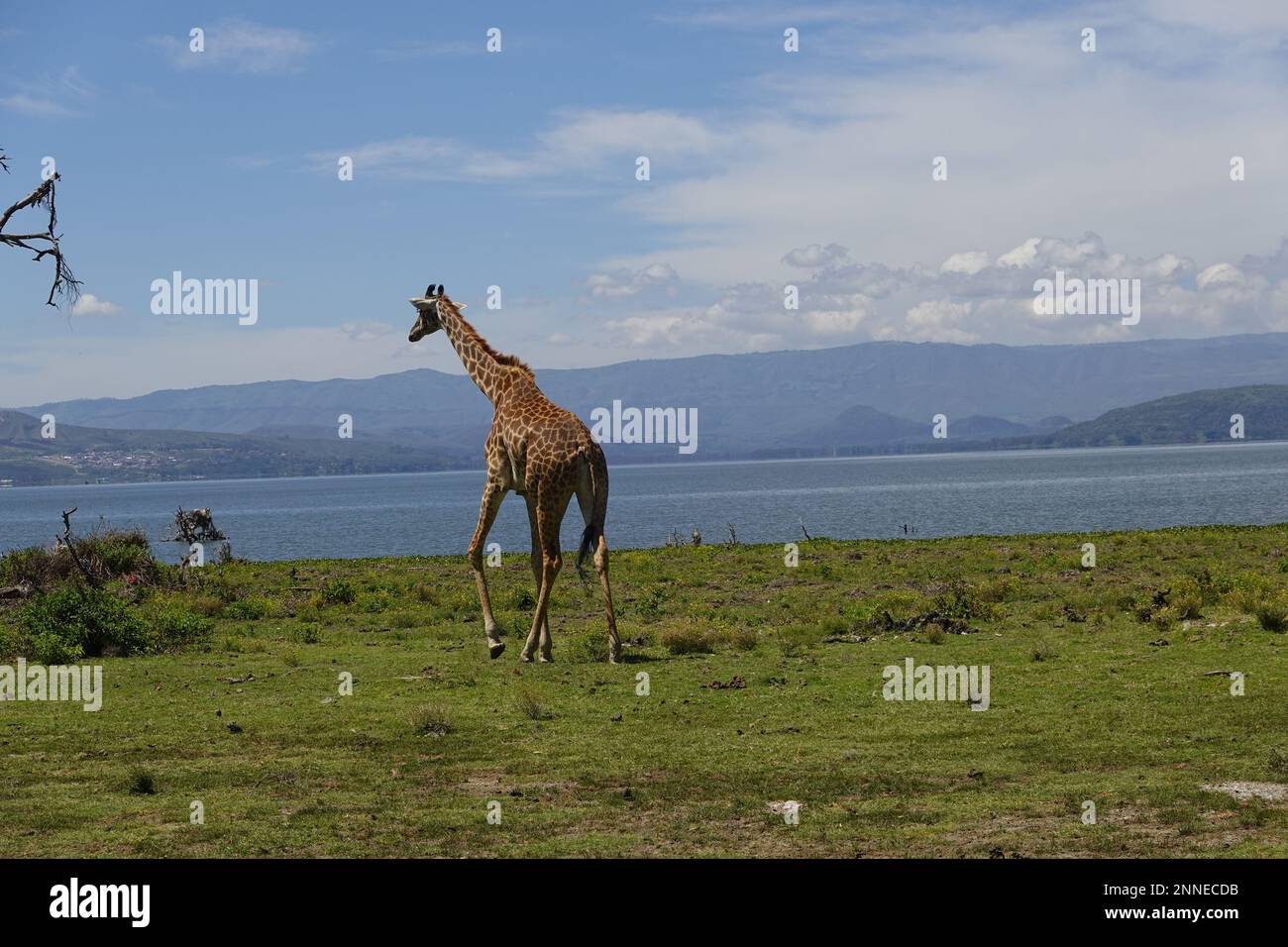 Giraffe on Crescent Island in Lake Naivasha, Kenya Stock Photo - Alamy