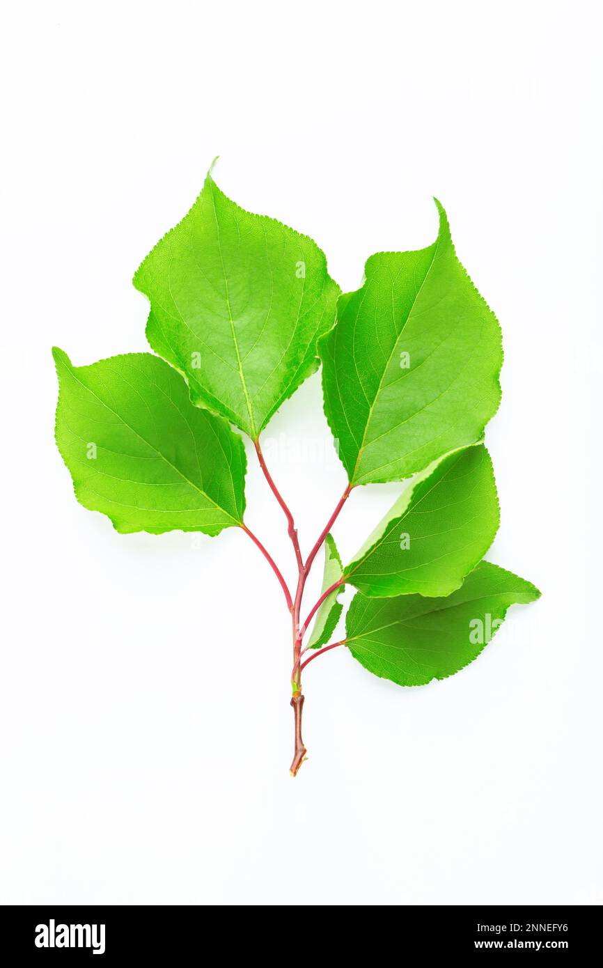 Twig with leaves of apricots. Isolated on a white background. File ...
