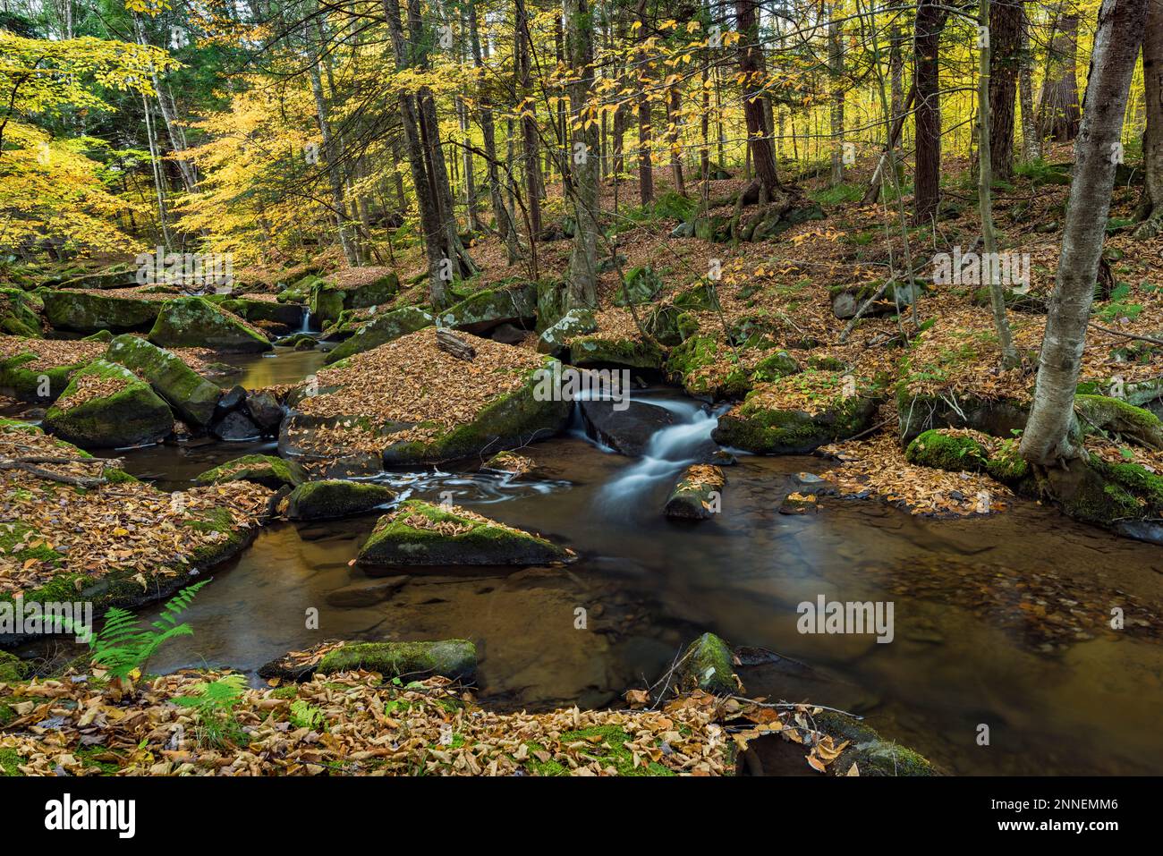 Red House Brook flows through Allegany State Park, Cattaraugus County