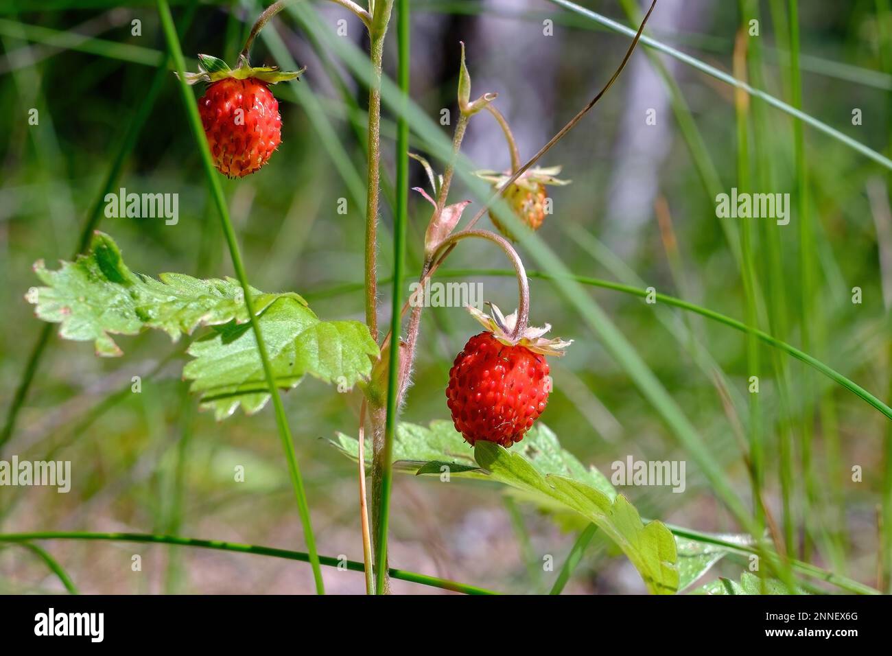 Wild strawberries. A forest berry on a bush. Close-up Stock Photo - Alamy