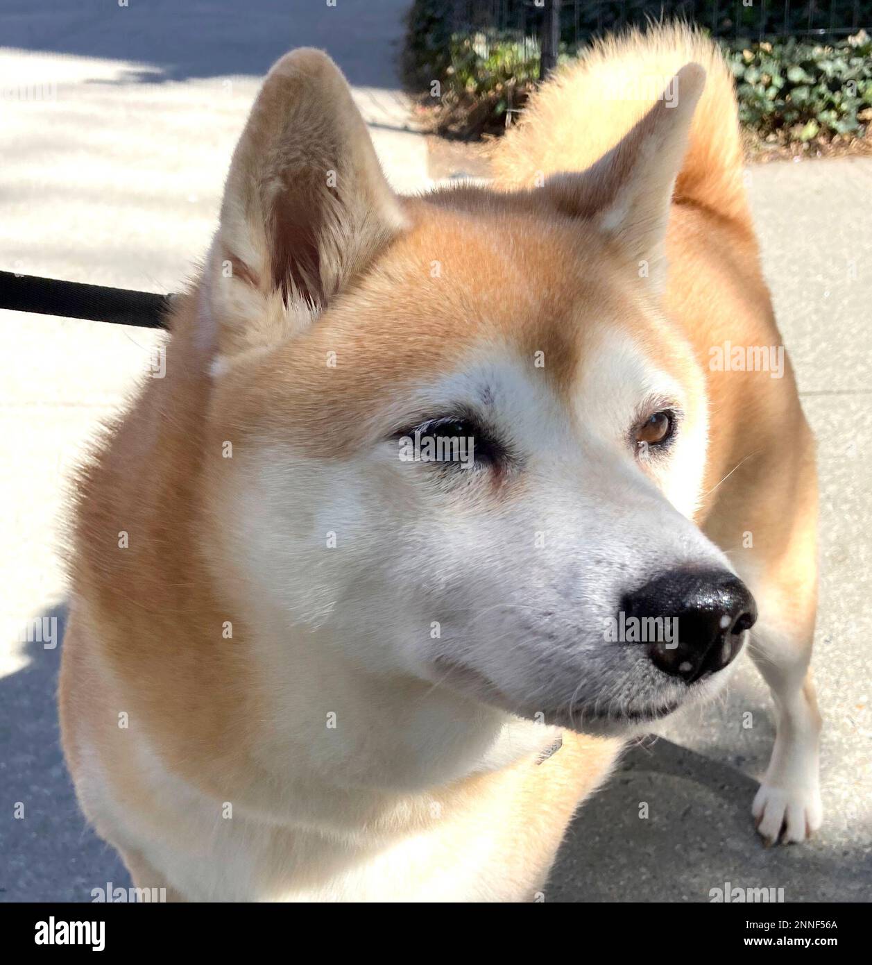 Photo by: STRF/STAR MAX/IPx 2021 4/23/21 Shiba Inus (the dog breed pictured  on Dogecoin) are seen in New York City Stock Photo - Alamy