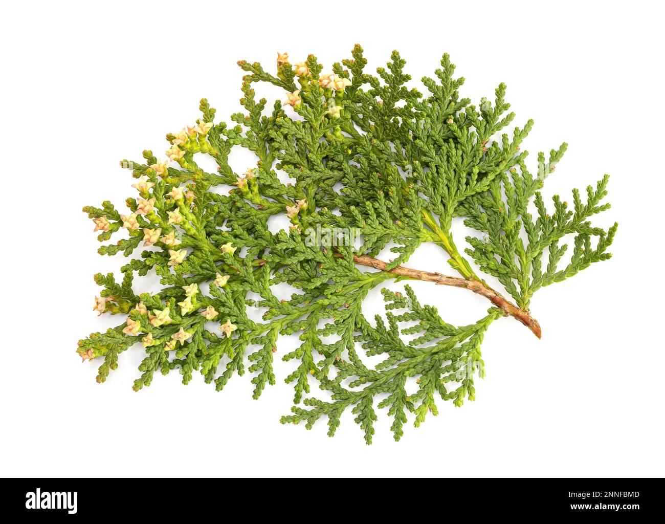 Platycladus fir twig with cones isolated on white background. Platycladus orientalis Stock Photo