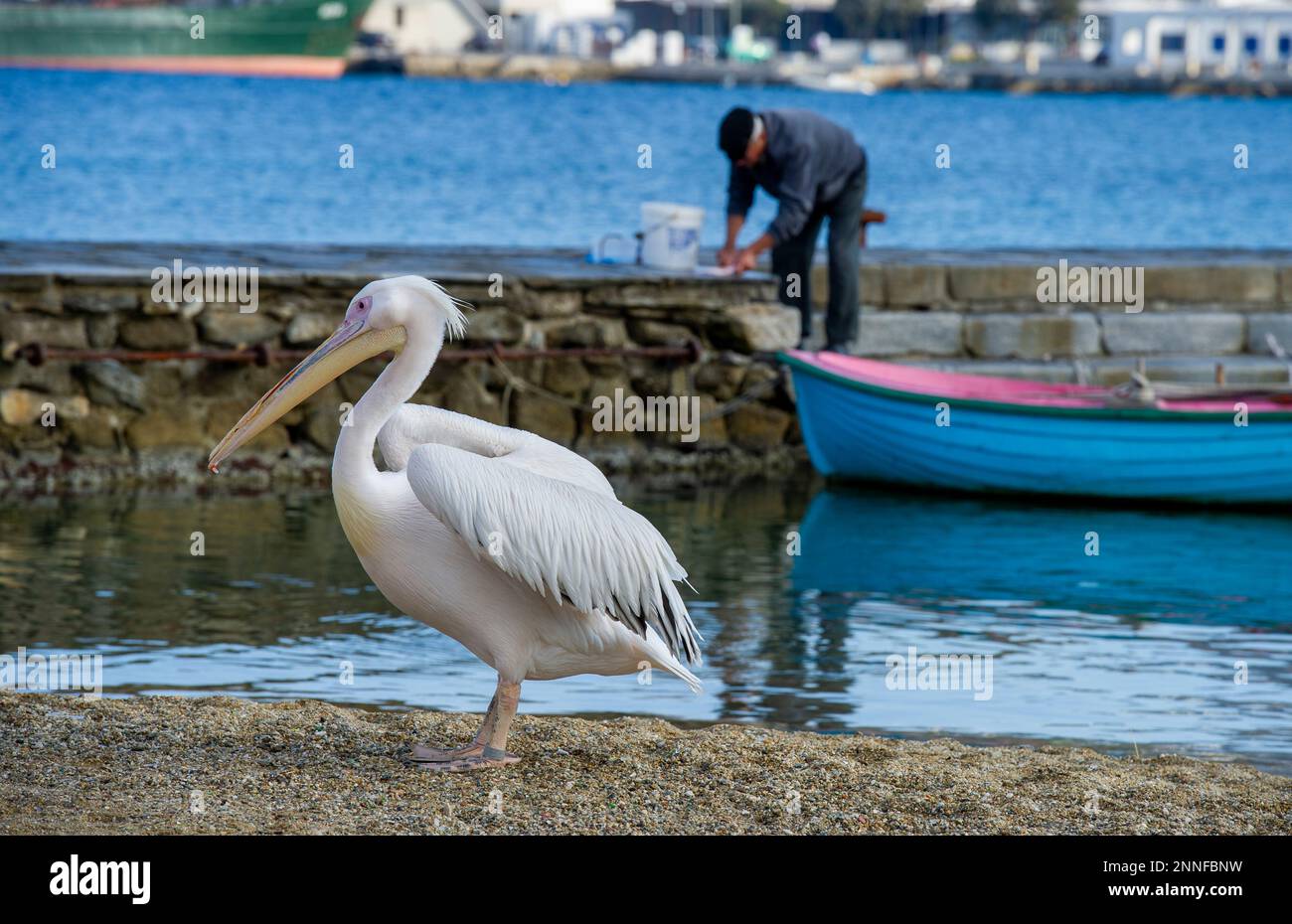 Europe, Greece, Mykonos. A pelican airs out its wings as a fisherman works in the background. Editorial use only. Stock Photo
