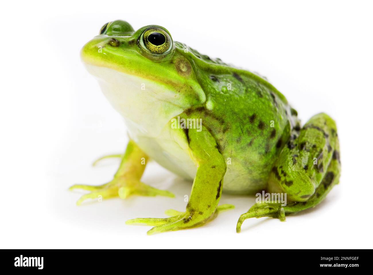 Small exotic tree frog example Stock Photo Alamy