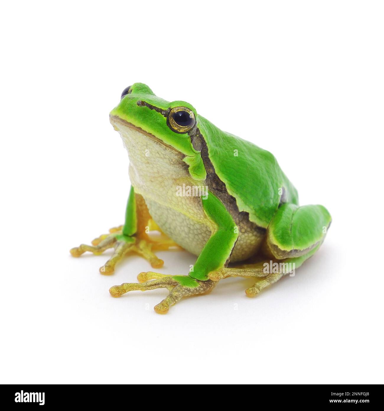 Small exotic tree frog example Stock Photo Alamy