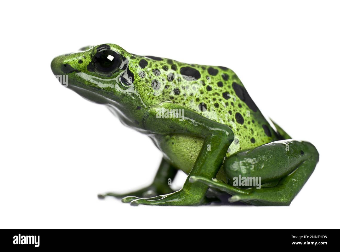 Tropical tree frog on a white background Stock Photo - Alamy