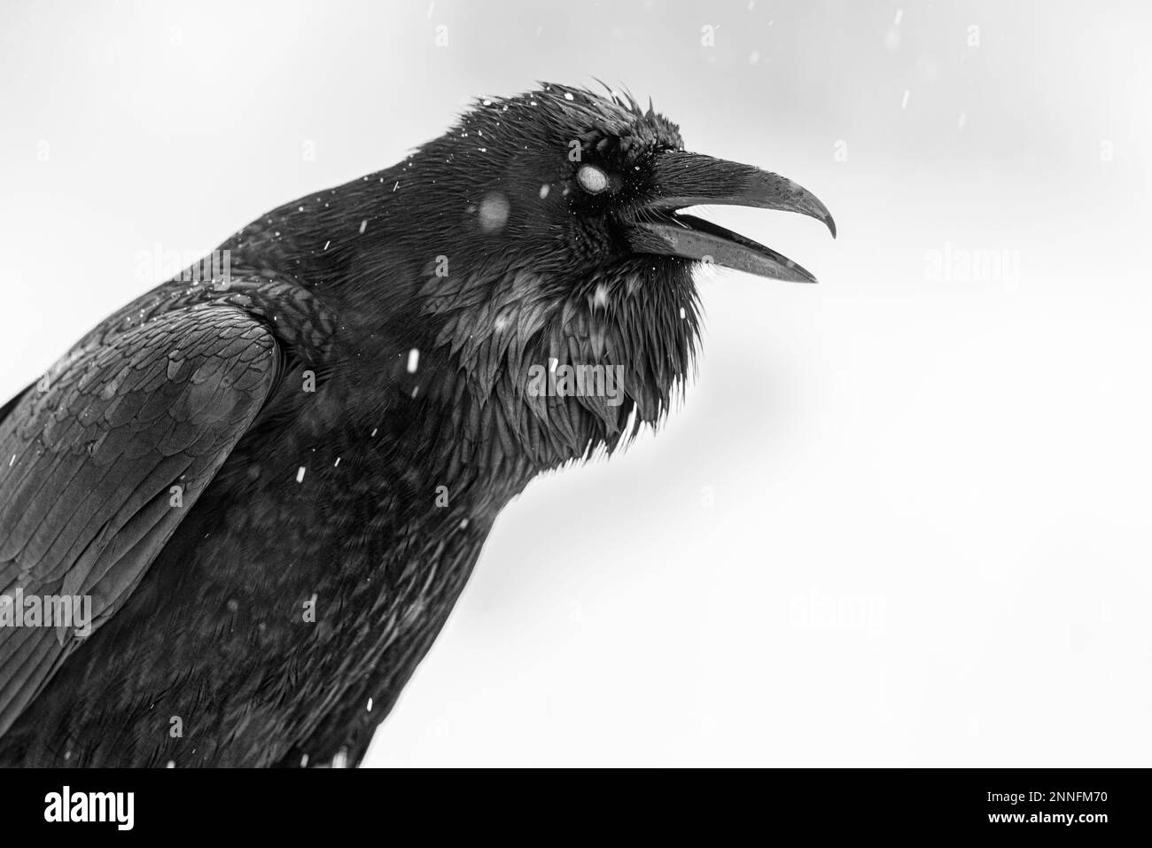 Raven blinking in the snow. Stock Photo