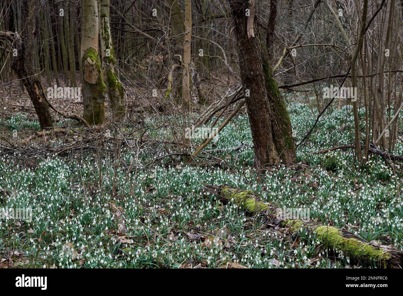 Snowdrops and snowflakes bloom en masse in the forest floor in the early spring Lower Silesia Poland Stock Photo